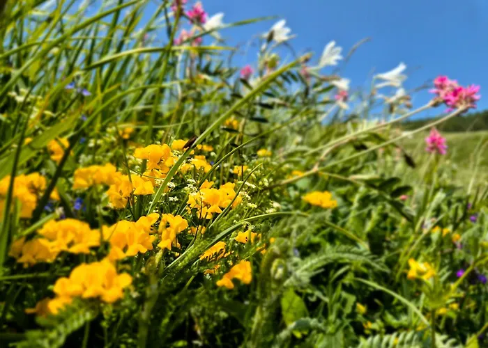 Du Valsorey Lägenhet