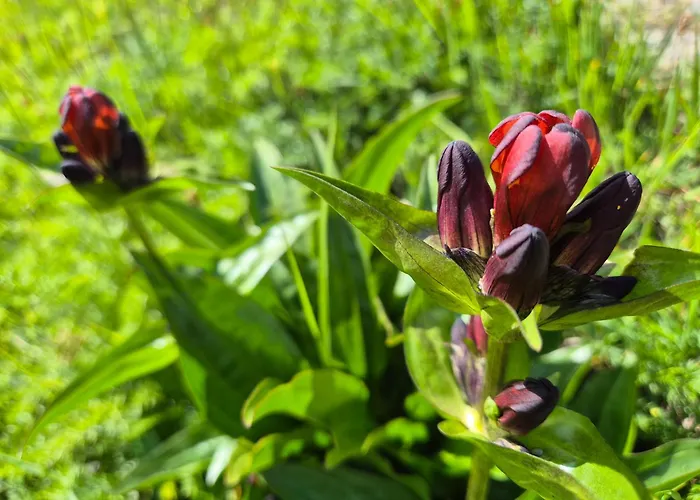 Du Valsorey Bourg-Saint-Pierre