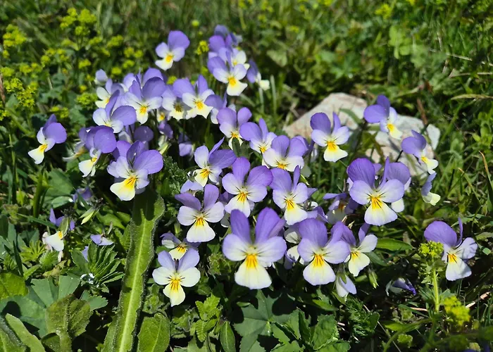 Lägenhet Du Valsorey *